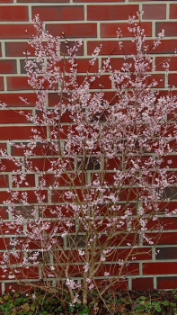 Weiße Forsythie - Abeliophyllum distichum