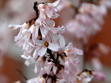 Abeliophyllum distichum - (Weiße Forsythie),