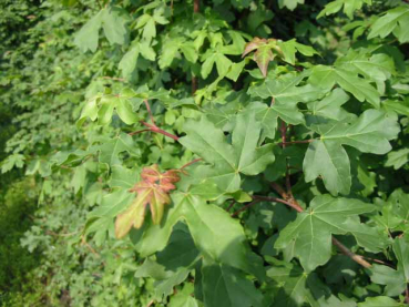 Acer campestre Feldahorn Maßholder Blatt