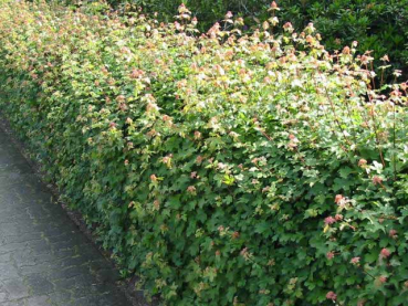 Feldahorn Hecke Acer campestre