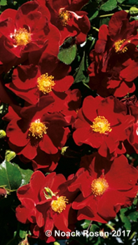 Rose Alcantara ®