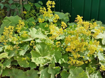 Alchemilla mollis  - (Frauenmantel), Topf