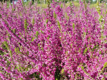 Calluna vulgaris "Allegro" - (Besenheide "Allegro"),