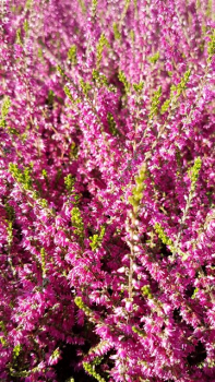 Calluna vulgaris "Allegro" - (Besenheide "Allegro"),