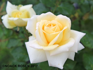 Rose Ambiente ®
