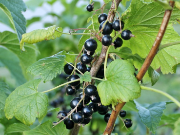 Ribes nigrum Andega Schwarze Johannisbeere