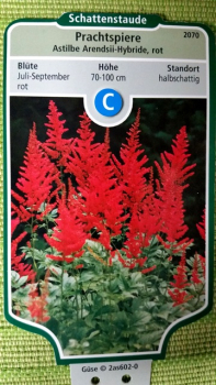 Astilbe Arendsii-Hybride rot Prachtspiere