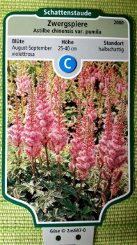 Astilbe chinensis var. pumila  - (Zwergspiere),