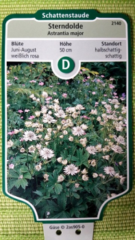Astrantia major - Sterndolde