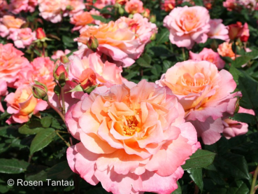 Rosa "Augusta Luise"® - (Edelrose "Augusta Luise"®),           Rosen Wurzelware A-Qualität