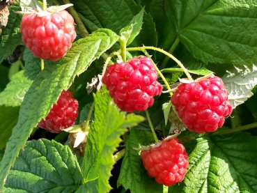 Rubus idaeus Autumn Bliss Himbeere Autumn Bliss