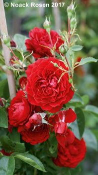 Rosa "Belkanto"® - (Kletterrose "Belkanto"®),