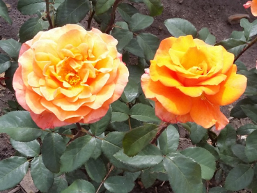 Rosa "Bessy"® - (Bodend. Rose "Bessy"®),