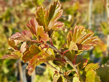 Blatt Austrieb Hinnonmäki gelb