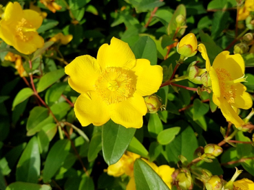 Hypericum Hidcote Großblumiges Johanniskraut