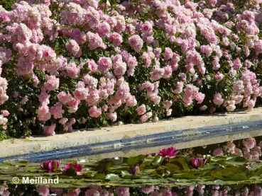 Rosa Bonica 82 ® Meidomonac