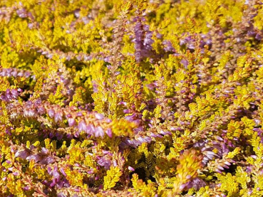 Calluna vulgaris "Boskoop" - (Besenheide "Boskoop"),