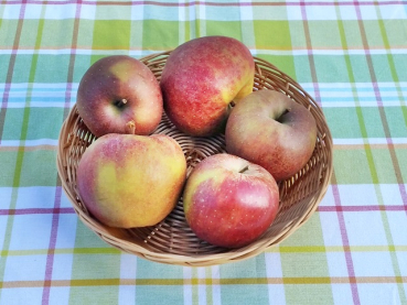 Malus Apfel Roter Boskoop