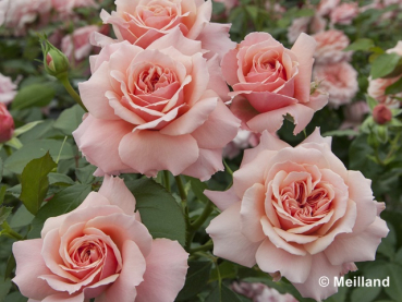 Rosa Botticelli ® Meisylpho