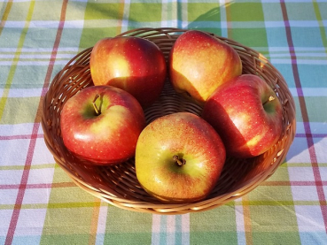 Malus "Braeburn" - (Apfel "Braeburn"),