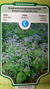 Brunnera macrophylla, blau  - (Kaukasusvergissmeinnicht), Topf