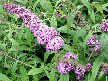 Buddleja davidii "Purple Prince" - (Sommerflieder Purple Prince),