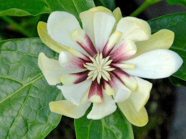 Calycanthus "Venus" - (Gewürzstrauch "Venus"),