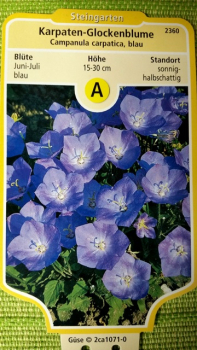 Blaue Karpaten Glockenblume Campanula