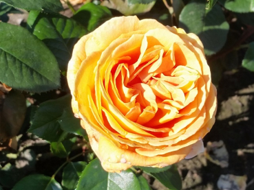 Rose Candlelight ®