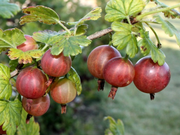 Ribes uva - crispa Captivator Stachelbeere Captivator