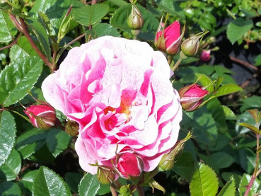 Rosa Camelot ® - Kletterrose Camelot ®