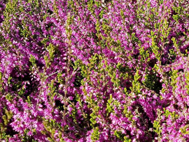 Calluna vulgaris "Carmen" - (Besenheide "Carmen"),