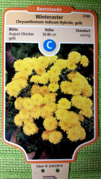 gelbe winterharte chrysantheme herbstaster