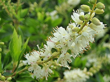 Clethra alnifolia - Scheinerle