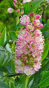 Clethra alnifolia "Ruby Spice" - (Rotblühende Scheineller), -