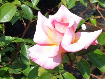 Rosa "Compassion" ® - Kletterrose "Compassion" ®