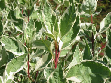 weiß grüne Blätter Cornus alba Elegantissima Weißbunter Hartriegel