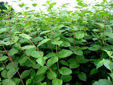 Blätter grün Cornus alba Sibirica