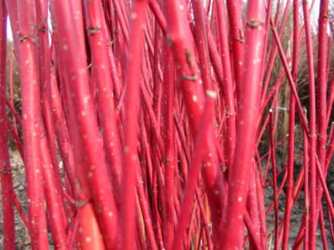 rote zweige Cornus alba Sibirica - Purpur-Hartriegel