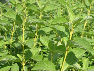 Cornus sericea "Flaviramea" - (Gelbholz-Hartriegel),