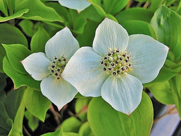 Cornus canadensis - (Teppich- Hartriegel),