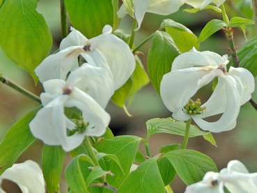 Cornus florida "Cloud Nine" - (Blumen- Hartriegel "Cloud Nine"),