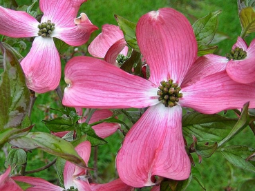 Cornus florida "Sweetwater" - (Blumen- Hartriegel "Sweetwater"),