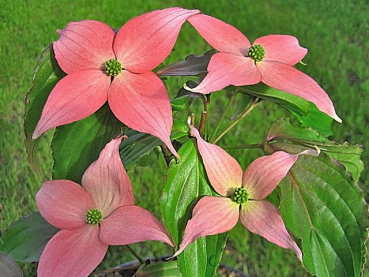 Cornus kousa "Beni Fuji" - (Blumen- Hartriegel "Beni Fuji"),