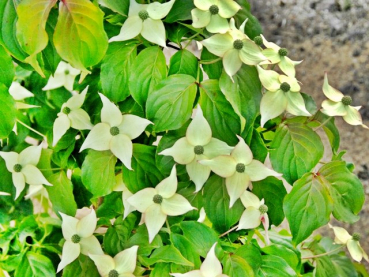 Cornus kousa "Eurostar" - Blumen- Hartriegel "Eurostar"