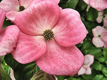 Cornus kousa "Satomi"® - (Blumen- Hartriegel "Satomi"®),