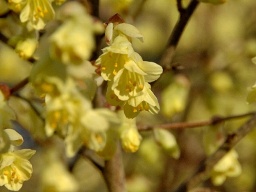 Corylopsis pauciflora - Niedrige Scheinhasel