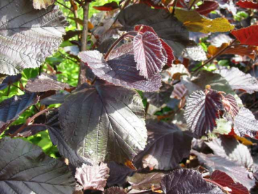 Corylus maxima Purpurea Echte Bluthasel