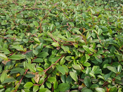 Cotoneaster dammeri radicans - Teppichzwergmispel