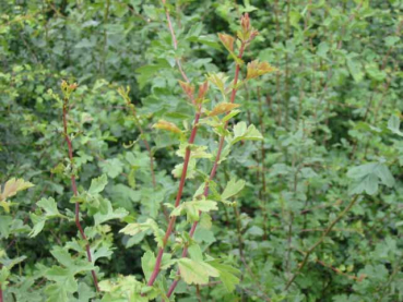 Weißdorn Crataegus monogyna